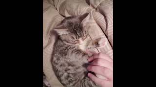 Morning belly rubs ♡ #cat #dwarfcat #tinycat #cutecat #catvideos #kitten