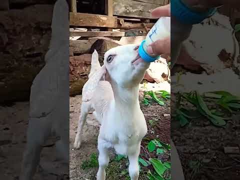 Bakri ka bachcha | Goat Kid #shorts