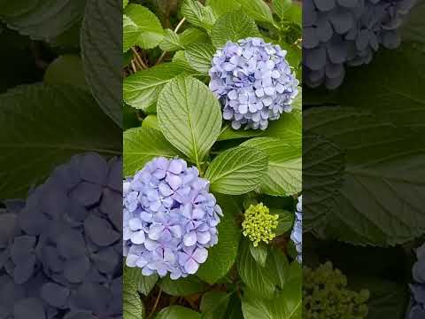 Secretele îngrijirii hortensiilor - cum să curățați și să mențineți plantele sănătoase și frumoase!