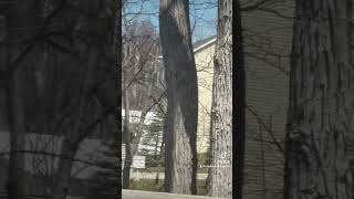 Bye-Bye, Birdseed Bandit! #squirrels #crazyantics #goodbyeyousucker