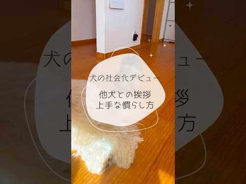 ※説明欄見てね！【犬の社会化デビュー、、他犬との挨拶の慣らし方】