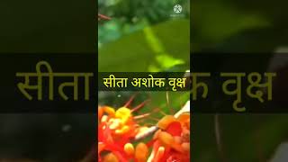 इस पेड़ को छूने मात्र से दुःख,दर्द हो जाते है दूर, इसके दर्शन भाग्यशाली व्यक्ति को होते हैं। #shorts