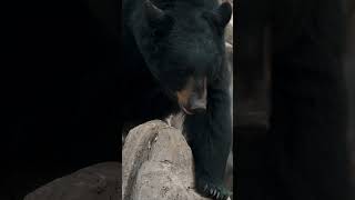 All About Black Bears: Fascinating Facts and Insights  #wildlifewatching #8kwildlife #wildlife #hdr