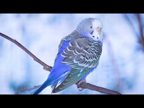 Play this gentle melodies for budgies to feel calm and connect with you