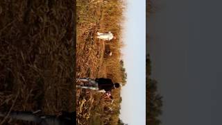 Rajasthani songs and dance in desi style