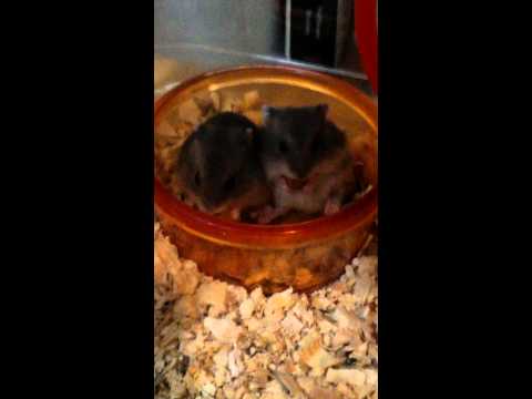 倉鼠 三線鼠 出生紀錄 三線鼠寶寶 【DAY23】