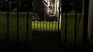 #416 #canada #raccoon #city #ontario #youtubeshorts #toronto #downtown #ytshorts #life