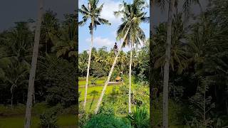 skill of climbing a slanted coconut tree