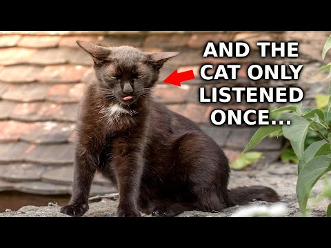 Trippy Guided Third Eye Meditation for opening the Pineal Gland in 10 minutes