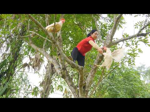 Harvesting 1000++ Giant Chicken and Eggs Goes To Market Sell,Fried Chicken | Tieu Ca-Free Bushcraft