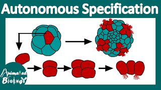 Autonomous specification |What is autonomous & conditional specification? | Cell fate specification