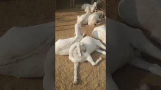 sojat bakra Baaz