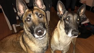 Dog to dog greetings