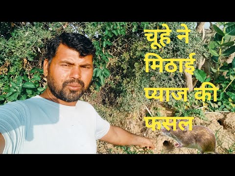 चूहा ने मिठाई प्याज की फसल