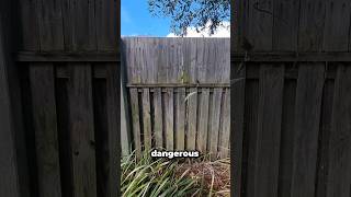 How close are the spiders in Australia?