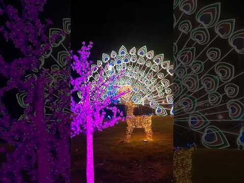Mysuru Dasara illumination #dasara #mysuru  #viral