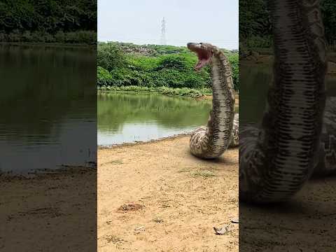 Big anaconda Snake attack 4 #shorts #snake