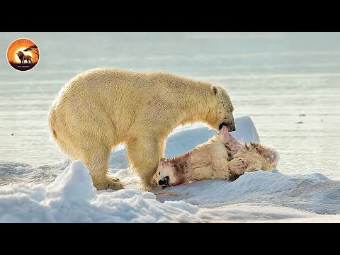 Polar Bear: Ruthless King of the Frozen North | Animal Documentary