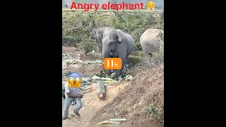 Angry elephant attack😡#elephant #shorts #assam #angry #amazing #viralshorts #highlights #trending