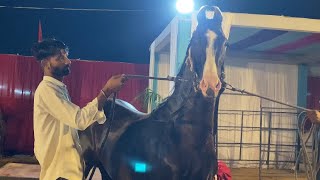 एटीट्यूड का बादशा पुष्कर का शानदार बच्चा पहुँचा अपने टैंट में। देखने वाले हुए मदहोस। #puskar #views