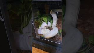 Feeding THREE MORE pythons! The big ones... #targettraining