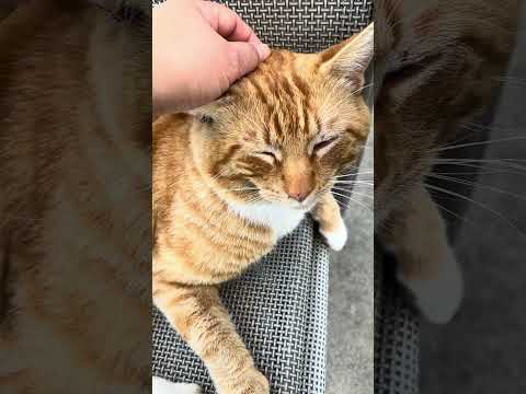 This cat just showed up in our backyard. We’re keeping him.