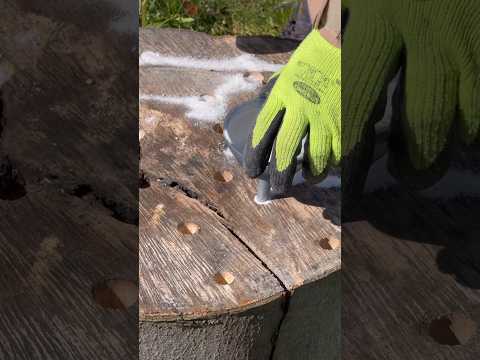 How to remove a tree stump (epsom salt) #gardening #garden #trees #treestump #tricks #tips #shorts