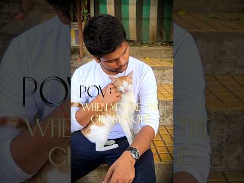 🐾 Cat POV: Watch My '3 Street Cat Story' My previous & precious upload.| #ShortsFeed #Shorts #Cat