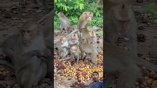 OMG😱😱#shortvideo #animals #bullfarm #funny #monkey #animallife #funnyhorse #pets