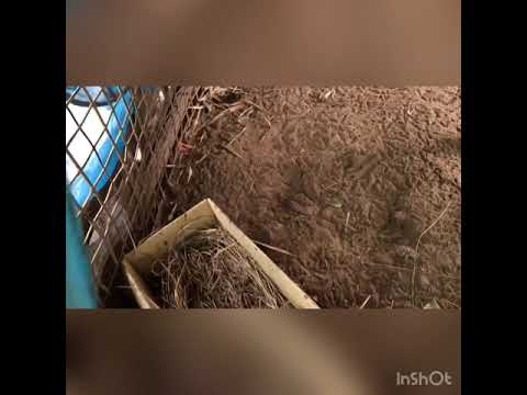 ไก่ไข่อินทรีย์ เลี้ยงแบบลดต้นทุน