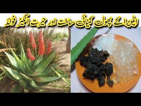 ایلویرا کے پھول کمیائی ساخت اور حیرت انگیز فوائد  || Health tips home