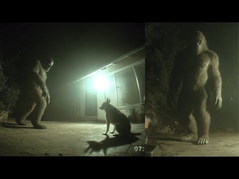 "This Thing Took Our Dog In The Woods!" - Rare Bigfoot Footage Leaked!