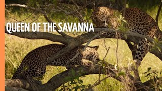 Life in the Serengeti: The Leopardess - Queen of the Savanna | Full Documentary
