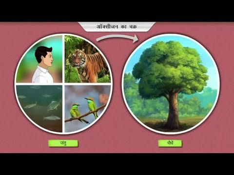 ऑक्सीजन चक्र क्या है? || oxygen cycle?
