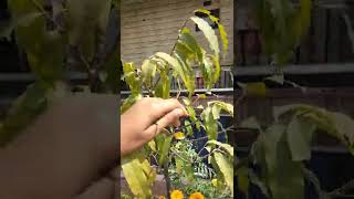 Ashok ka ped #shortvideo