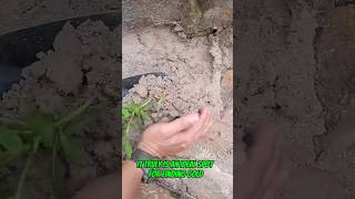 Traditional gold mining this is one of the easiest places to find gold #goldrush #goldmining #gold