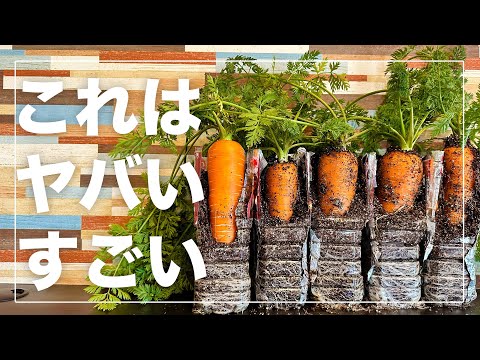 【驚きが隠せない】ペットボトルで立派な人参を育てる方法｜種まきから収穫まで全て細かく解説します｜水耕栽培