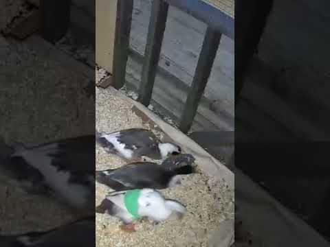 Duck Cam Shenanigans #duckcamera #ducks