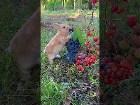 Grape Escape: Mischief Bunny’s Tasty Treat Time #grape #food #cute #rabbit #shorts #youtubeshorts