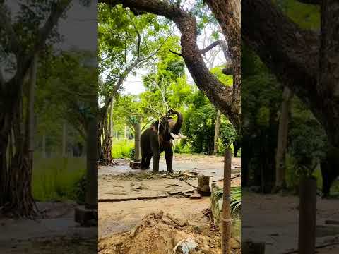 Punnathoor Kotta Elephant Sanctuary, Guruvayoor Thrissur