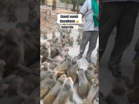 Chandi Mandira Chandikhole 😃 | Viral monkey 🐵 #chandikhol #viral #odiavlog