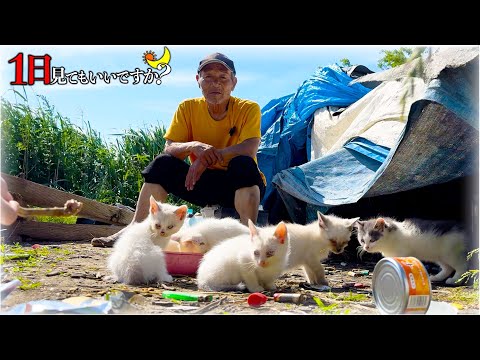 1週間なにも食べてない「子猫9匹とホームレス」を緊急で助けて1日密着しました。