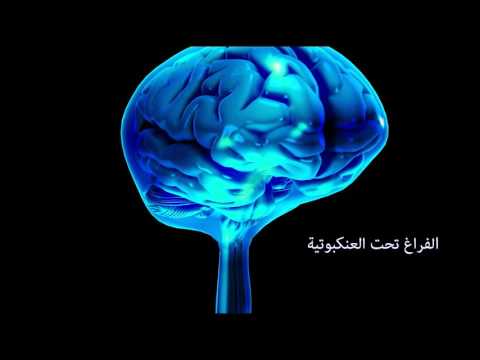 الجهاز العصبي: السائل الدماغي الشوكي