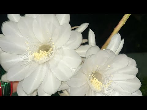 బ్రహ్మ కమలం వికసించిన పవిత్ర క్షణం | Brahma Kamalam Flower in My Home #youtube #brahmakamalam