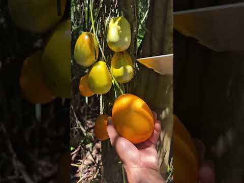 Harvesting a Rare Jungle Fruit! 🍈😳 You Won’t Believe What’s Inside!