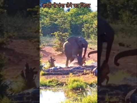 Elephant & crocodileattack #trending #animals #5milon #300million