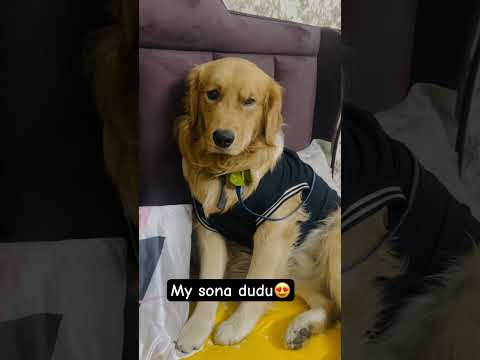 Sona dudu🥰❤️😍 #music #song #hindisong #bollywood #love #doglover #funny #goldenretreiver #shorts