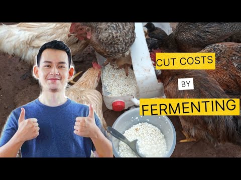 Fermenting chicken feed || fermented feed for free range chickens #poultry #farm