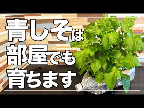 [No more buying shiso] Harvest large quantities of shiso all year round using plastic bottles! Hy...