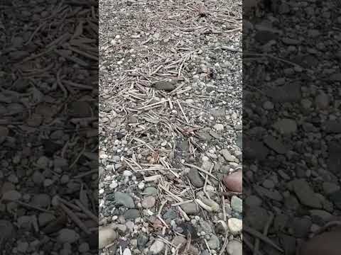 Finding the Flood Gold Pay-Streak on a Gold Bearing Gravel Bar, on No Name Creek, BC